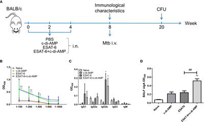 Subunit Vaccine ESAT-6:c-di-AMP Delivered by Intranasal Route Elicits Immune Responses and Protects Against Mycobacterium tuberculosis Infection